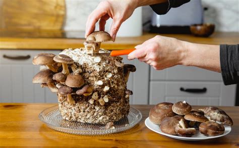 How To Grow Mushrooms: The Ultimate Guide .
